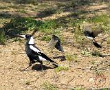 Australian Magpie mobbed by Willie Wagtails 9P28D-171